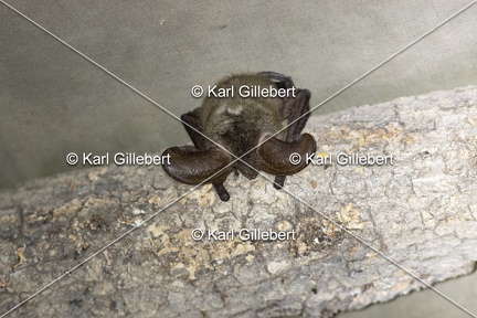 Karl-Gillebert-oreillard-gris-plecotus-austriacus-9982