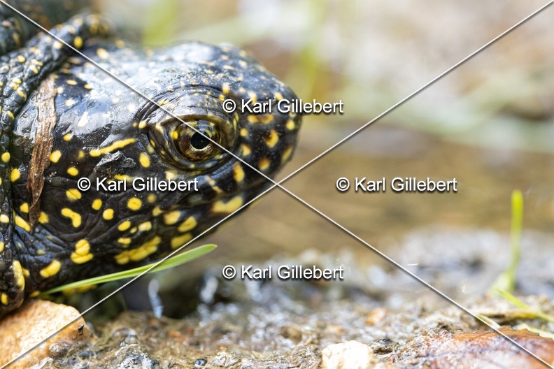 Karl-Gillebert-Cistude-d-Europe-Emys-orbicularis-6270.jpg