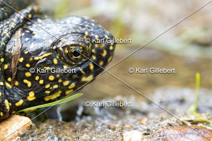 Karl-Gillebert-Cistude-d-Europe-Emys-orbicularis-6270