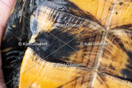 Karl-Gillebert-Cistude-d-Europe-Emys-orbicularis-6293