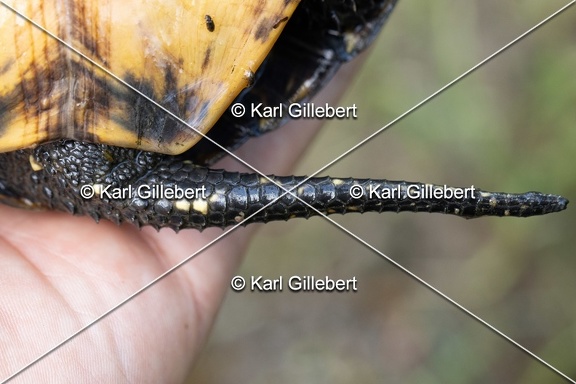 Karl-Gillebert-Cistude-d-Europe-Emys-orbicularis-6300
