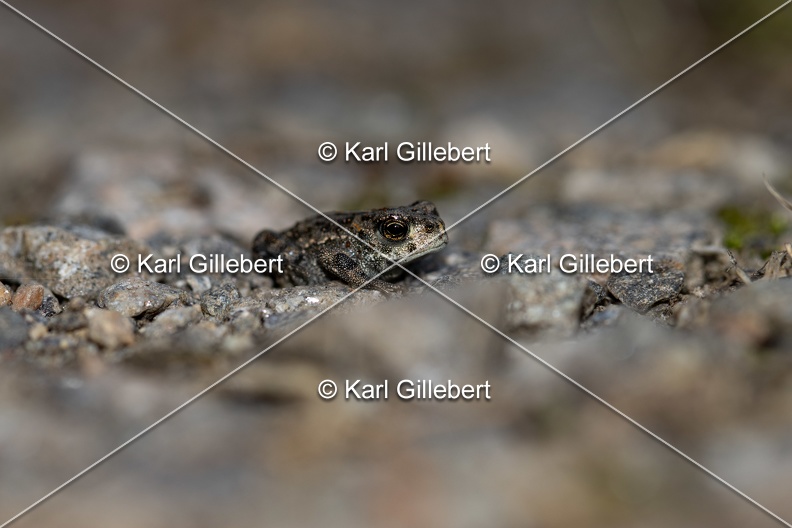 Karl-Gillebert-Crapaud-calamite-Bufo-calamita-1014.jpg