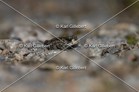 Karl-Gillebert-Crapaud-calamite-Bufo-calamita-1014