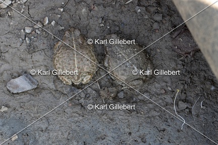 Karl-Gillebert-Crapaud-calamite-Bufo-calamita-5264