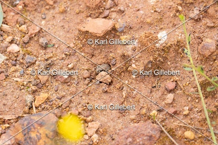 Karl-Gillebert-Crapaud-calamite-Bufo-calamita-5421