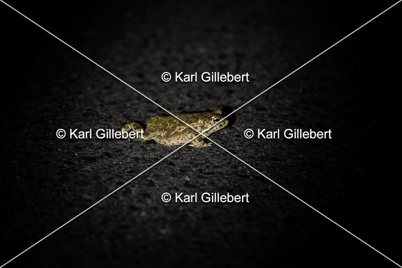 Karl-Gillebert-Crapaud-calamite-Bufo-calamita-8503.jpg