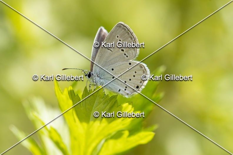 Karl-Gillebert-Azure-de-la-faucille-Cupido-alcetas-2648.jpg