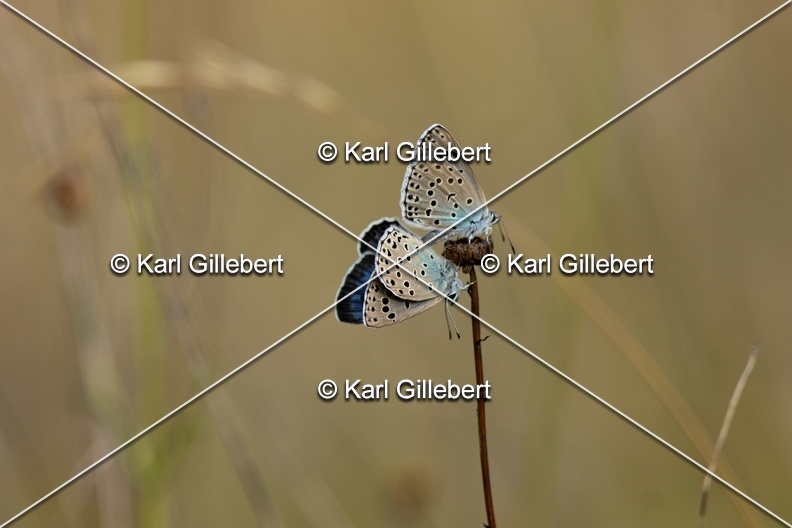Karl-Gillebert-azure-du-serpolet-phengaris-arion-6430.jpg