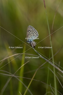 Karl-Gillebert-azure-du-serpolet-phengaris-arion-6505