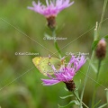 Karl-Gillebert-Soufre-Colias-hyale-1184
