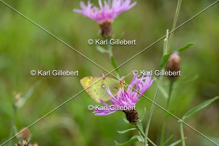 Karl-Gillebert-Soufre-Colias-hyale-1184