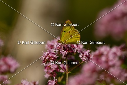 Karl-Gillebert-Soufre-Colias-hyale-1198