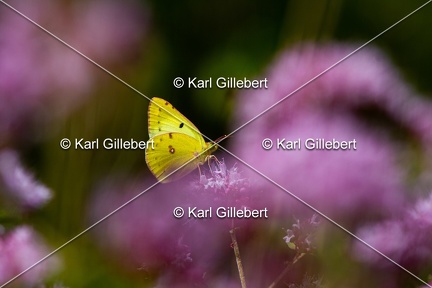 Karl-Gillebert-Soufre-Colias-hyale-1213