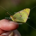 Karl-Gillebert-Soufre-Colias-hyale-1228
