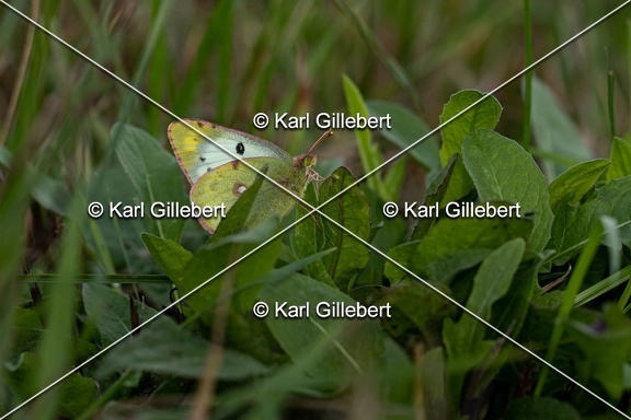 Karl-Gillebert-Soufre-Colias-hyale-1236