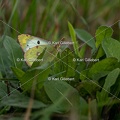 Karl-Gillebert-Soufre-Colias-hyale-1236