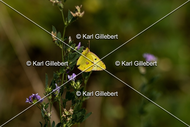 Karl-Gillebert-Soufre-Colias-hyale-6960