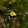 Karl-Gillebert-Soufre-Colias-hyale-6960