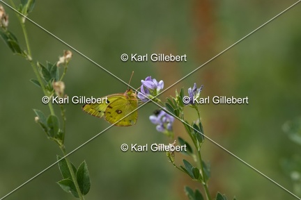 Karl-Gillebert-Soufre-Colias-hyale-6977