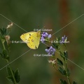 Karl-Gillebert-Soufre-Colias-hyale-6993