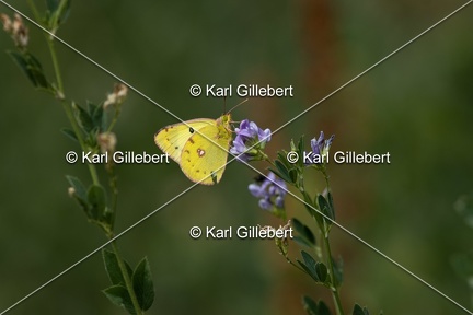 Karl-Gillebert-Soufre-Colias-hyale-6993
