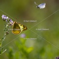 Karl-Gillebert-Soufre-Colias-hyale-7028