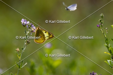 Karl-Gillebert-Soufre-Colias-hyale-7028
