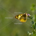 Karl-Gillebert-Soufre-Colias-hyale-7044
