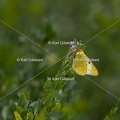 Karl-Gillebert-Soufre-Colias-hyale-7066