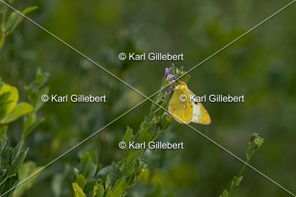 Karl-Gillebert-Soufre-Colias-hyale-7066