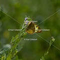 Karl-Gillebert-Soufre-Colias-hyale-7087