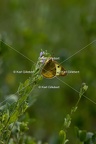Karl-Gillebert-Soufre-Colias-hyale-7087