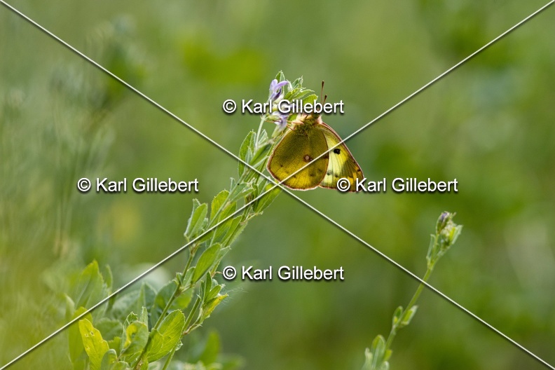Karl-Gillebert-Soufre-Colias-hyale-7095