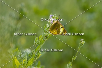 Karl-Gillebert-Soufre-Colias-hyale-7095