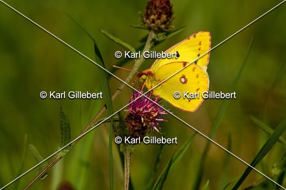 Karl-Gillebert-Soufre-Colias-hyale-0068