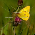 Karl-Gillebert-Soufre-Colias-hyale-0068