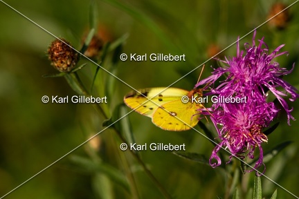 Karl-Gillebert-Soufre-Colias-hyale-0094