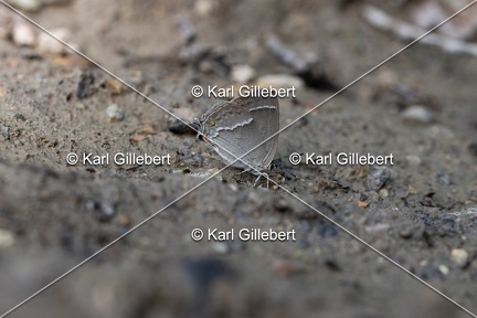 Karl-Gillebert-Thecle-du-chene-Neozephyrus-quercus-9518