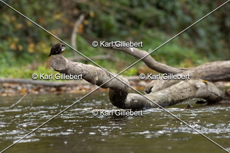 Karl-Gillebert-Cincle-plongeur-a-ventre-roux-Cinclus-cinclus-aquaticus-0576