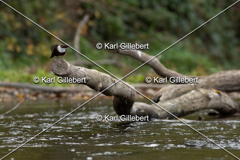 Karl-Gillebert-Cincle-plongeur-a-ventre-roux-Cinclus-cinclus-aquaticus-0584.jpg