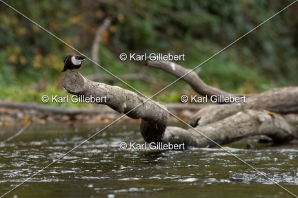 Karl-Gillebert-Cincle-plongeur-a-ventre-roux-Cinclus-cinclus-aquaticus-0584