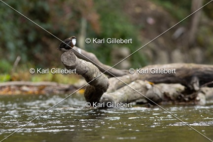 Karl-Gillebert-Cincle-plongeur-a-ventre-roux-Cinclus-cinclus-aquaticus-0596