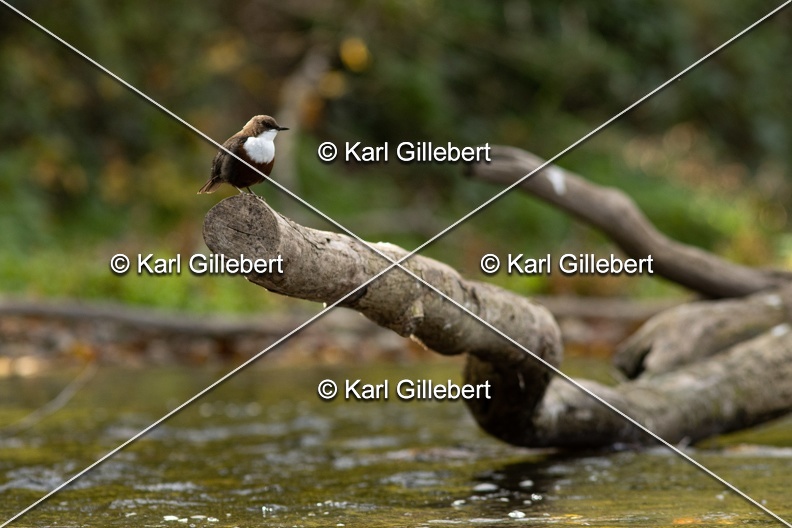 Karl-Gillebert-Cincle-plongeur-a-ventre-roux-Cinclus-cinclus-aquaticus-0621.jpg