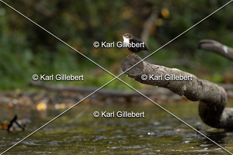Karl-Gillebert-Cincle-plongeur-a-ventre-roux-Cinclus-cinclus-aquaticus-0635