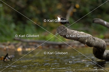 Karl-Gillebert-Cincle-plongeur-a-ventre-roux-Cinclus-cinclus-aquaticus-0635