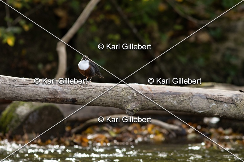 Karl-Gillebert-Cincle-plongeur-a-ventre-roux-Cinclus-cinclus-aquaticus-0653.jpg