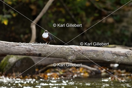 Karl-Gillebert-Cincle-plongeur-a-ventre-roux-Cinclus-cinclus-aquaticus-0653