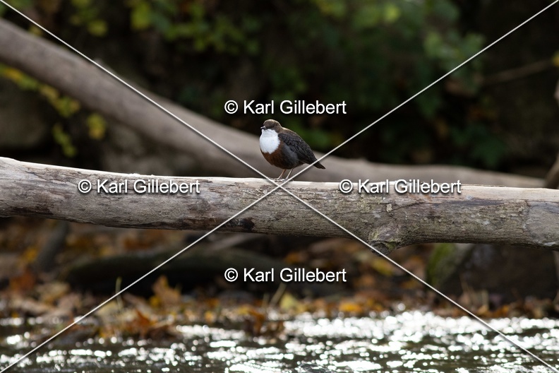 Karl-Gillebert-Cincle-plongeur-a-ventre-roux-Cinclus-cinclus-aquaticus-0661.jpg