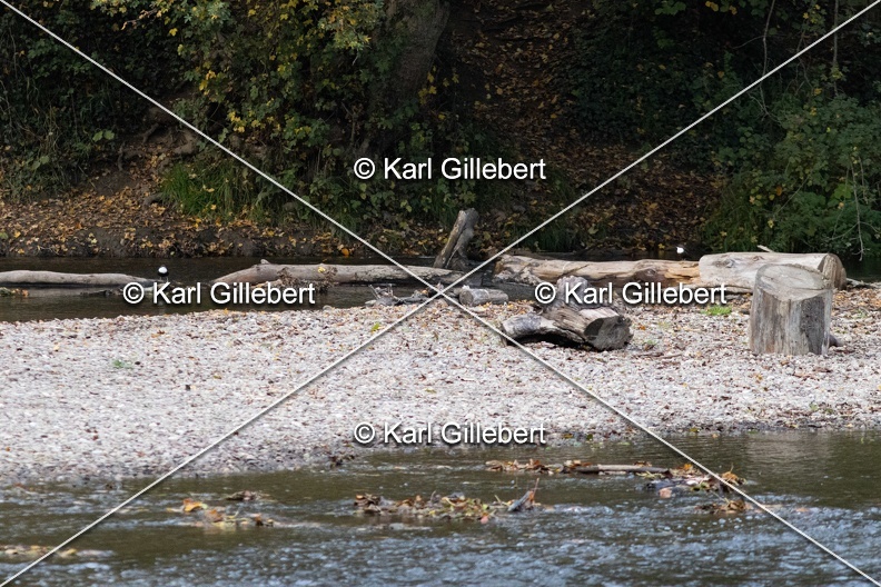Karl-Gillebert-Cincle-plongeur-a-ventre-roux-Cinclus-cinclus-aquaticus-0783.jpg