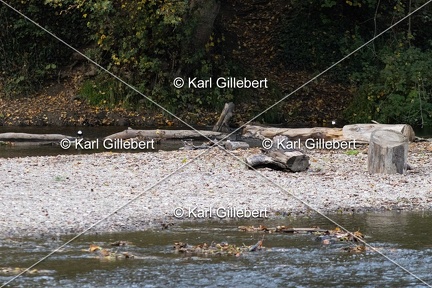Karl-Gillebert-Cincle-plongeur-a-ventre-roux-Cinclus-cinclus-aquaticus-0783